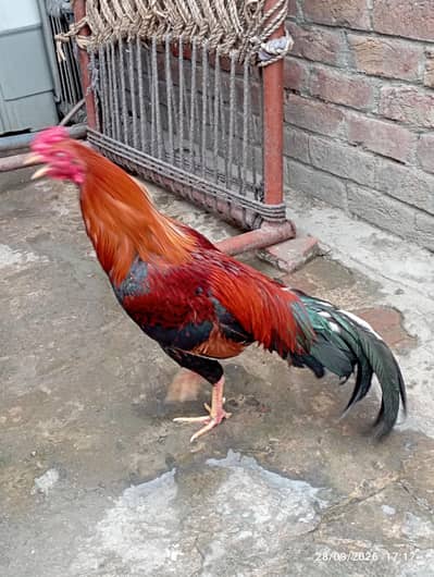 Aseel Morga and Thai Morgi for sale