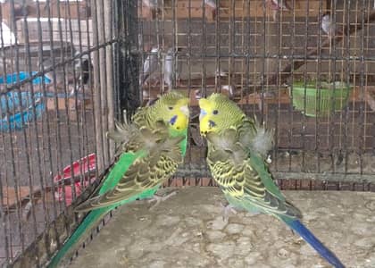 hogoromo,hogo,bajri,red eyes,fellow,double flower,