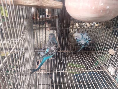 hogoromo,hogo,bajri,red eyes,fellow,double flower,