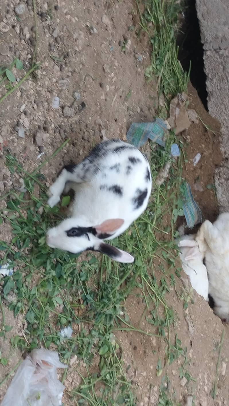 rabbits 2