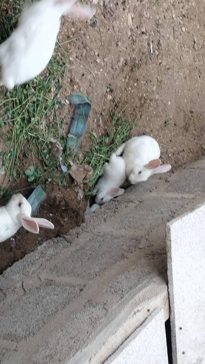rabbits 3