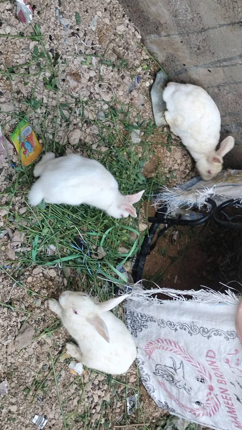 rabbits 4