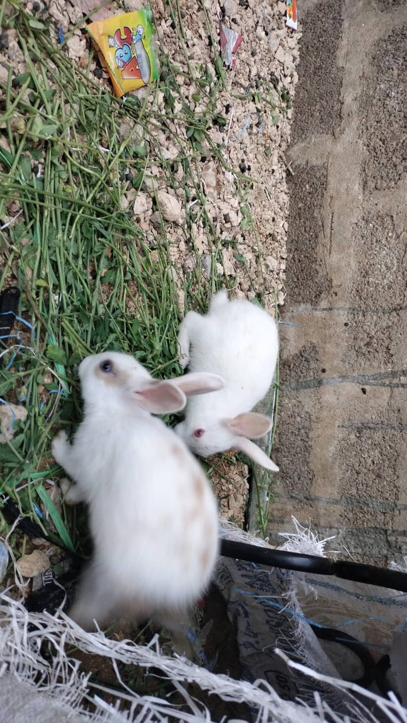 rabbits 6