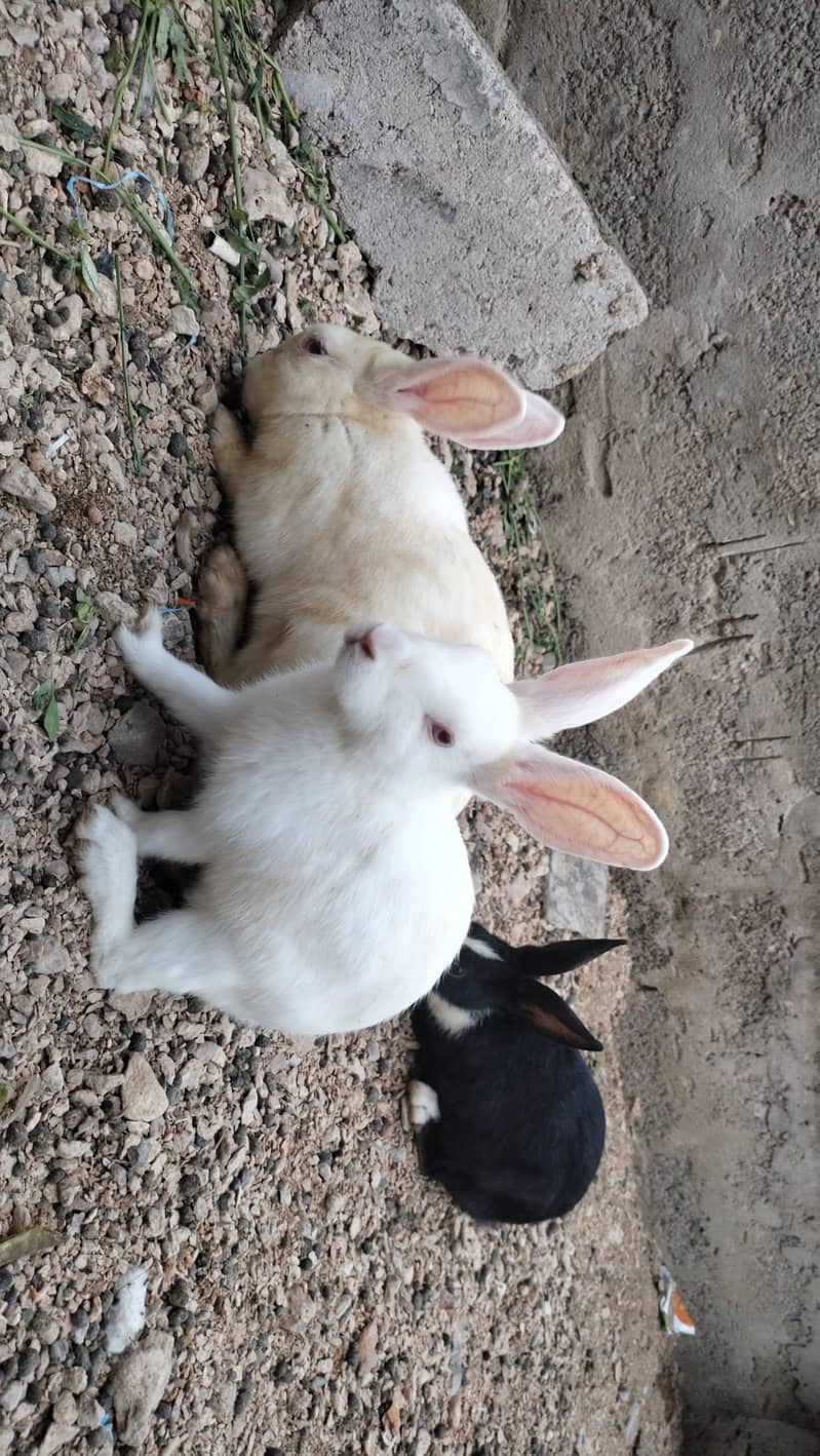rabbits 7