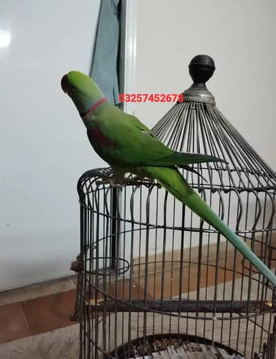 Kashmiri raw parrot for sale