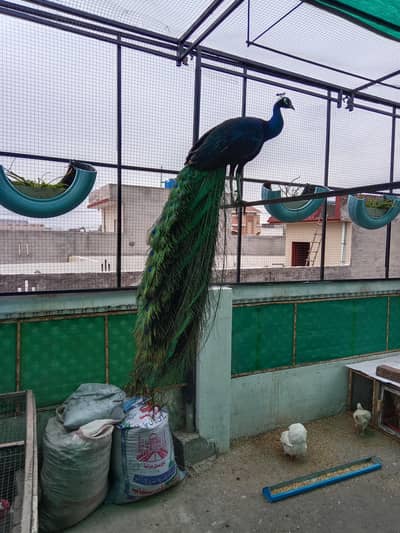 blue shoulder peacock breeder for sale