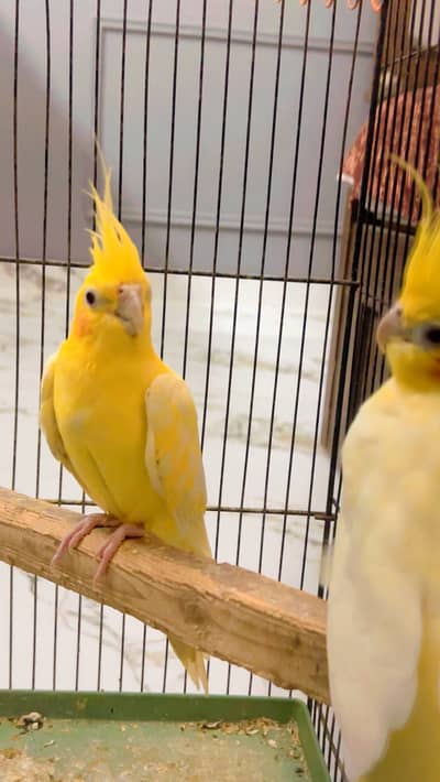 Cockatiel Pair