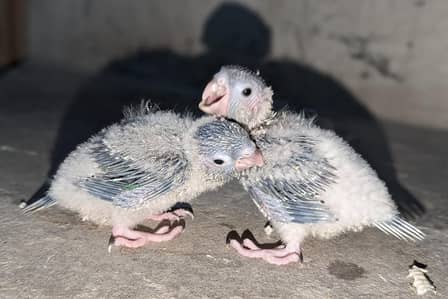 blue turquoise white chest and white foot chicks for sale