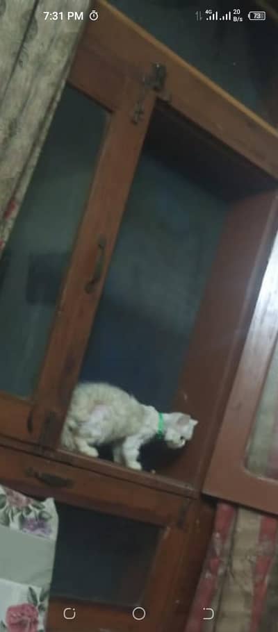 white female Persian