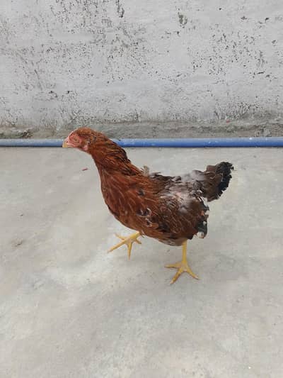 aseel murga and murgi for sale