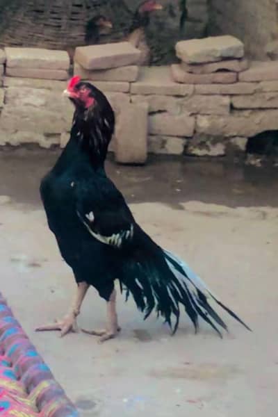 High quality Aseel Murga available