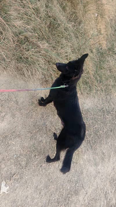 full black dabal Cote breeder female full active