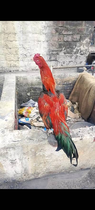 Aseel ptha is number pr rabta kre 03084763878