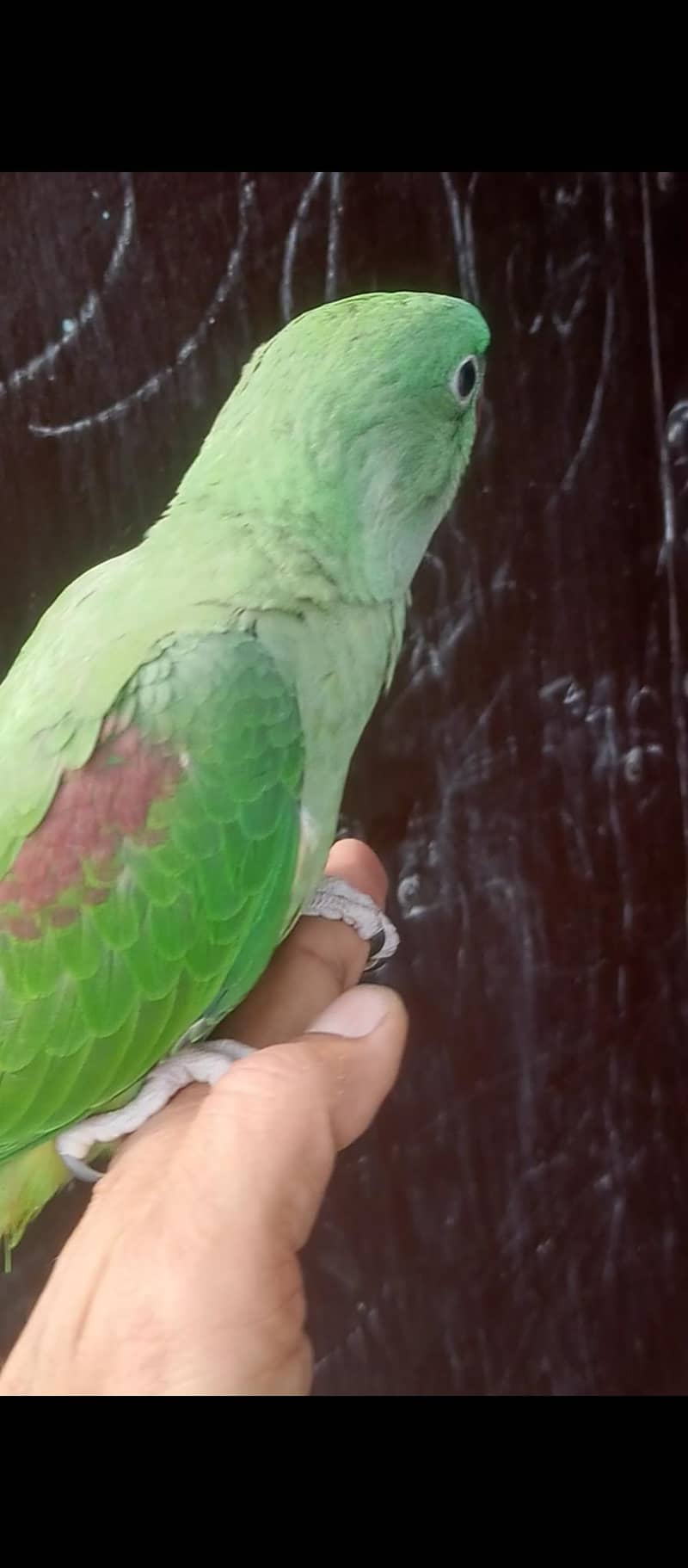 باتیں کرنے والے 0