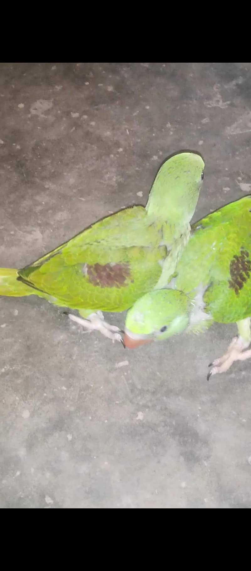 باتیں کرنے والے 1