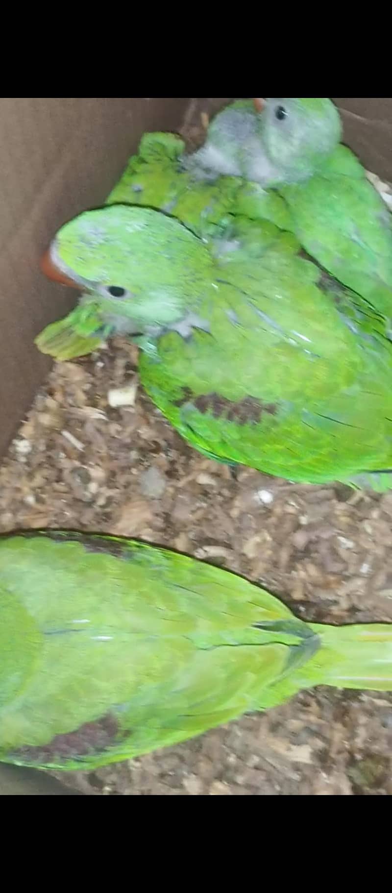 باتیں کرنے والے 4