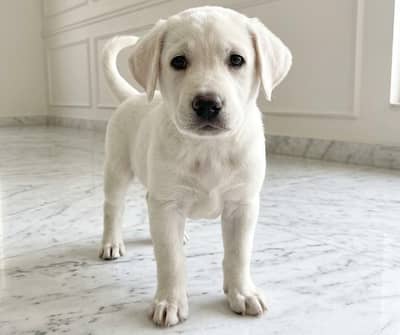 Rare Snow White Labrador Puppy – 4 Months – Heavy Bone Dog