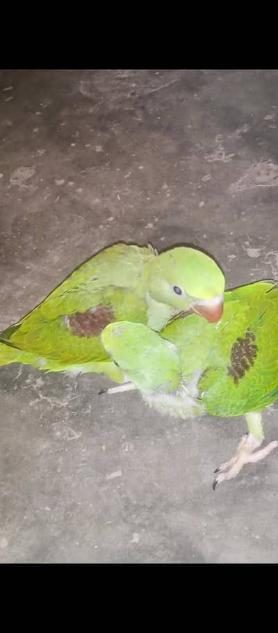 گھر کے پلے ہوئے