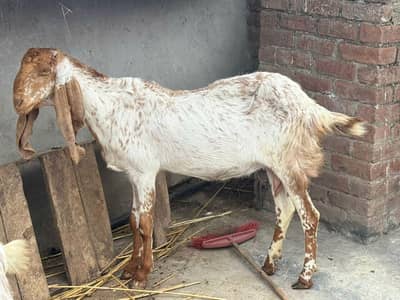 makhi chini madras nasal