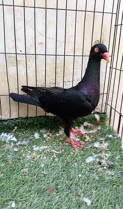 Danish & Mooke Male 0314 6741158