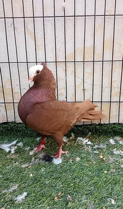 Danish & Mooke Male 0314 6741158