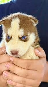 Siberian Husky available +92@330@540@6115