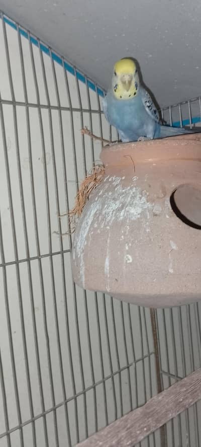 bara size budgies pair h dno or female andey pr h final 1500 ka dednga