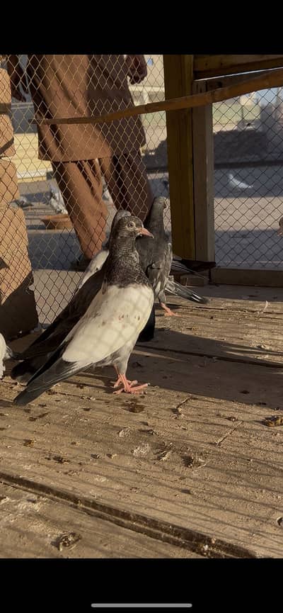 High Quality Teddy,Golden Bachay