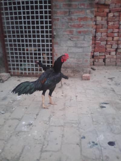 mushky aseel pair for sale