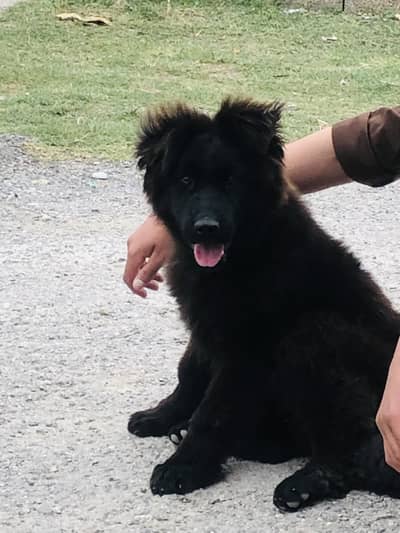 3 cour orignal breead