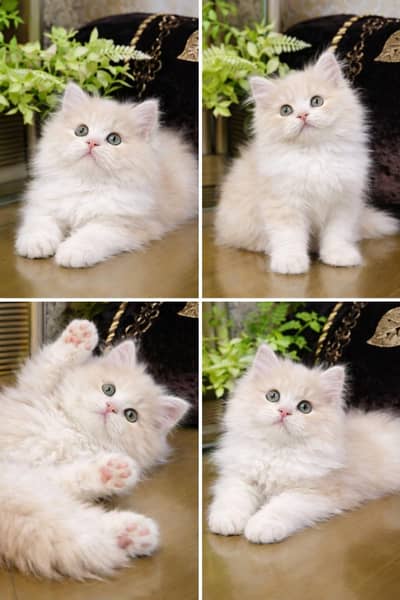 Perisan kitten Ready for new home with different prices