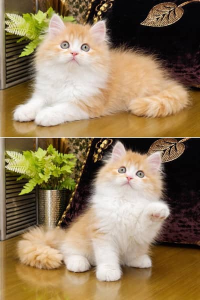 Perisan kitten Ready for new home with different prices