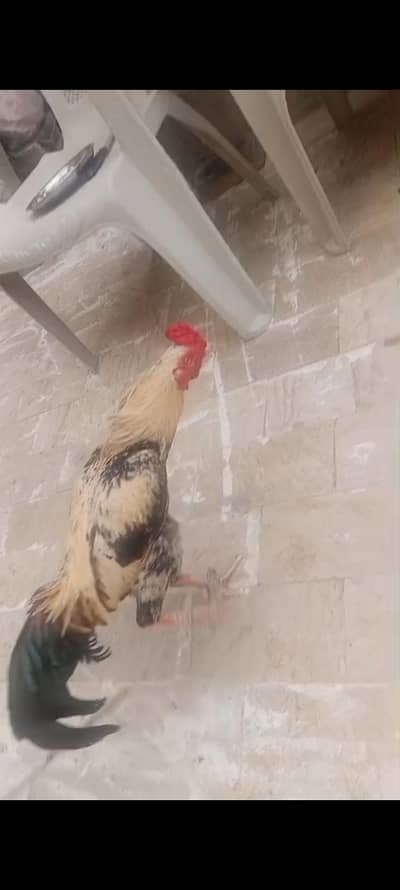 Aseel java murga for sale