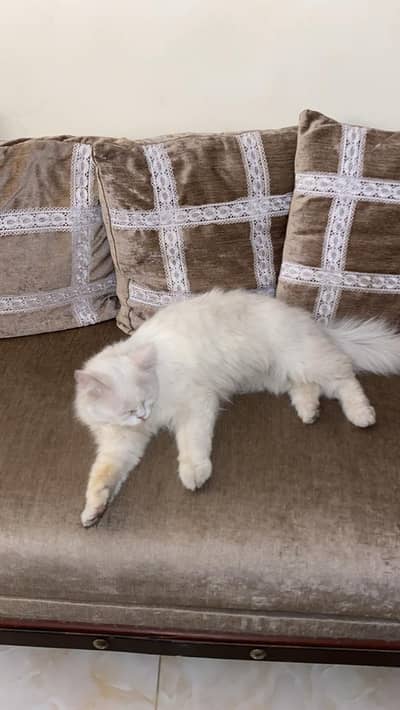 Persian cat
