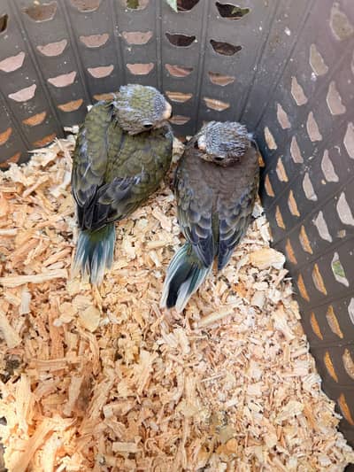 Yellow Sided and Rump Chiks