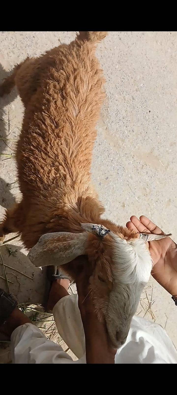 goats 6