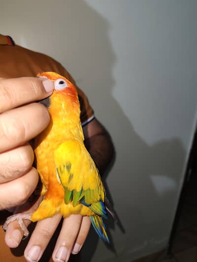 Sun Conure Hand tamed friendly parrot