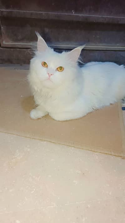 Persian cat
