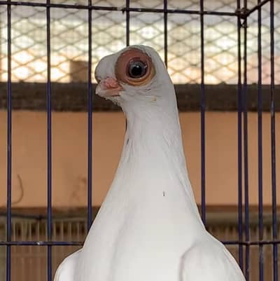 Budhapest Pigeon Zero Kali Pathay