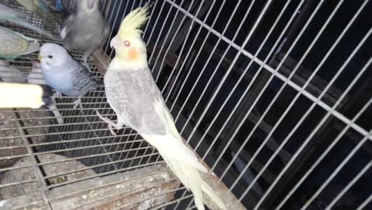 Cocktail Bird pair or single pieces 03212430525