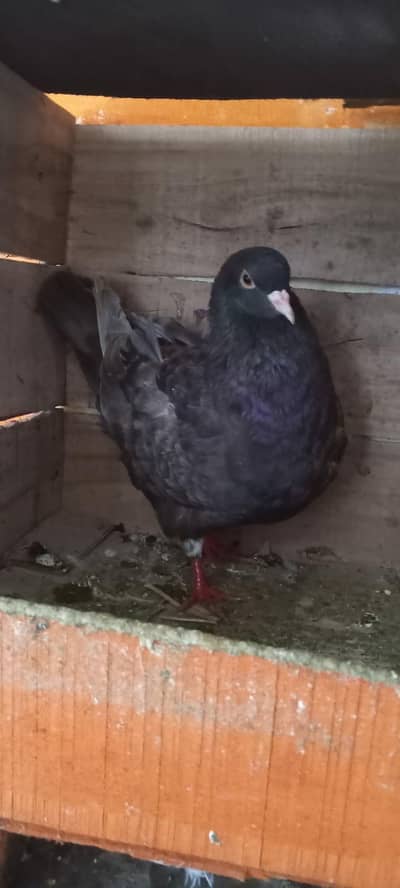 modena king size breedr female