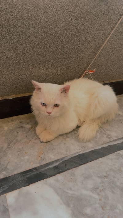 Odd eye Male Persian White colour