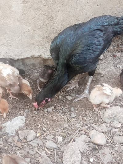 aseel meyawali hy 12 bachy hy or morgy wshp 03441644280