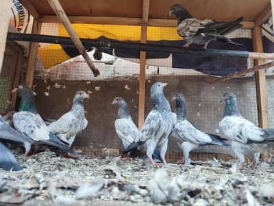 7 pigeons  naar 1