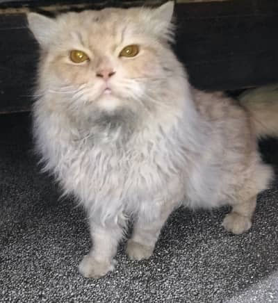 Persian cat pair  for sale