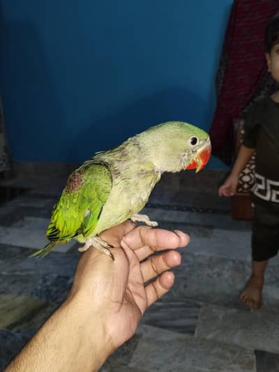 kashmiri raw parrot parrot