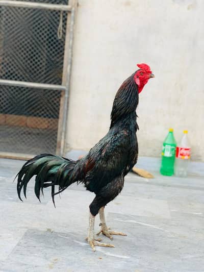 Thai pakoy  uper VIP QUALITY