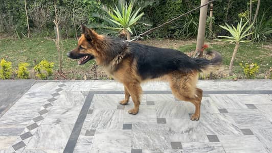 German shepherd long cout
