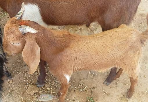 goats 7