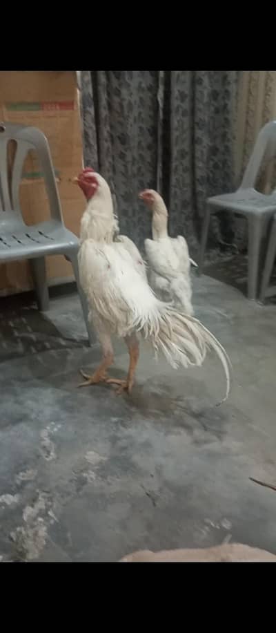 it's a pure white shamo